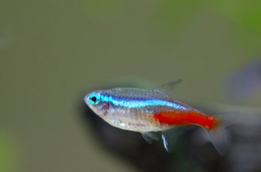 Neon akvaryum balık