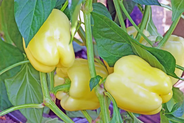 Peppers ripening in greenhouse — Stock Photo, Image