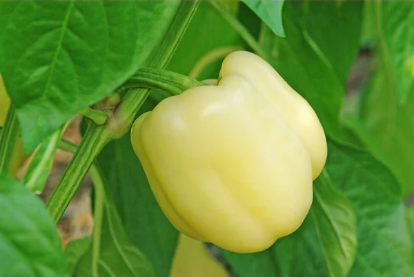 Pepper plant — Stock Photo, Image