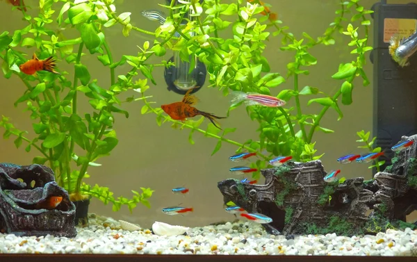 Home-Aquarium — Stockfoto