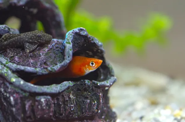 Catfish in aquarium — Stock Photo, Image