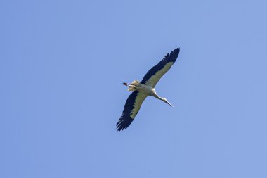 Flying stork
