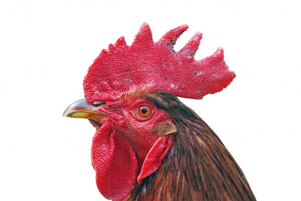 Cock — Stock Photo, Image