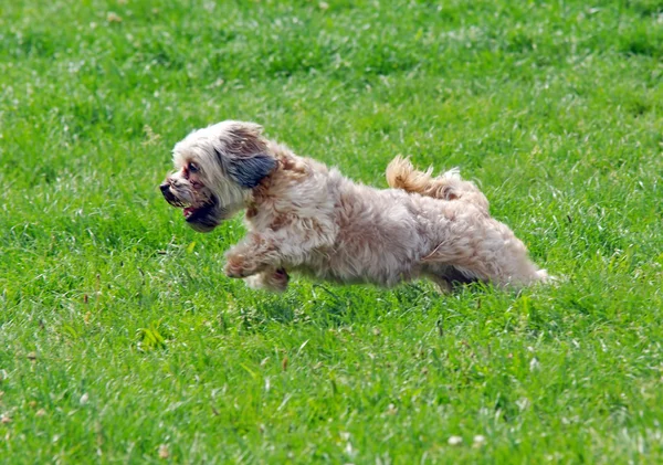 Cute bichon running — Stock Photo, Image