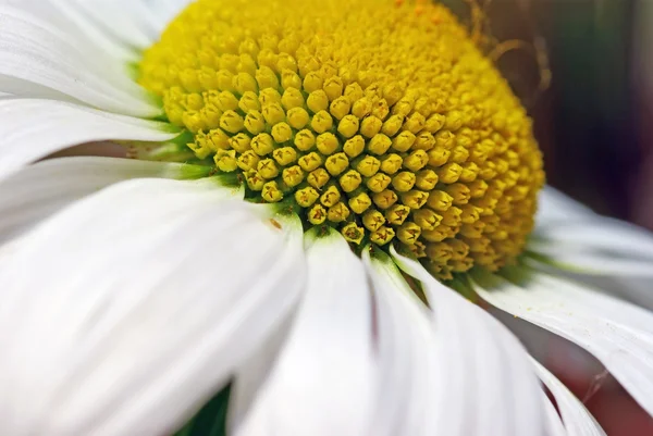 Nahaufnahme Bild einer Blume — Stockfoto