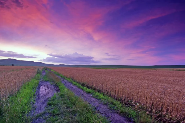 Field of wheat at sunset — Stock Photo, Image