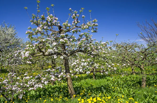 Huerto de manzanos — Foto de Stock