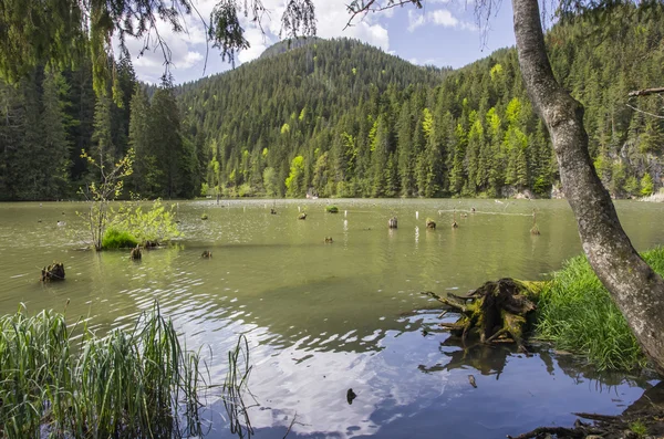 Hermoso lago en el bosque — Foto de Stock