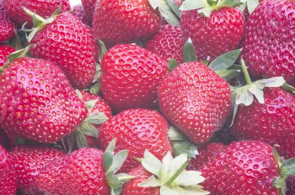 Fresas maduras — Foto de Stock