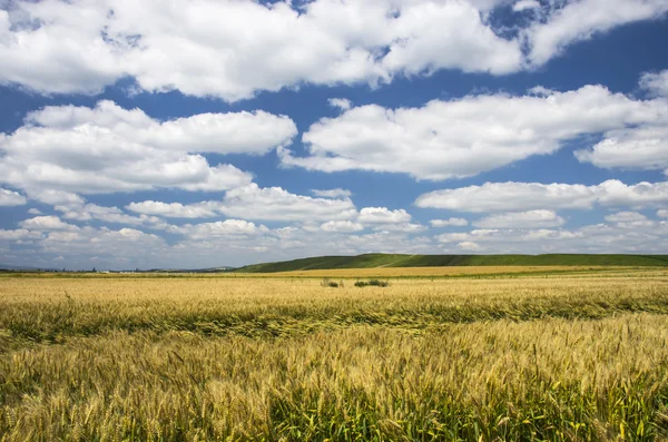 Tarweveld — Stockfoto