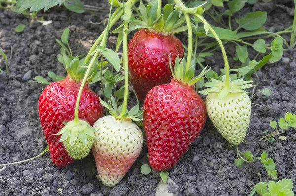 Strawberry buchet — Fotografie, imagine de stoc