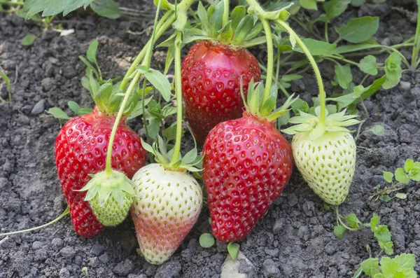 Ramo de fresas — Foto de Stock