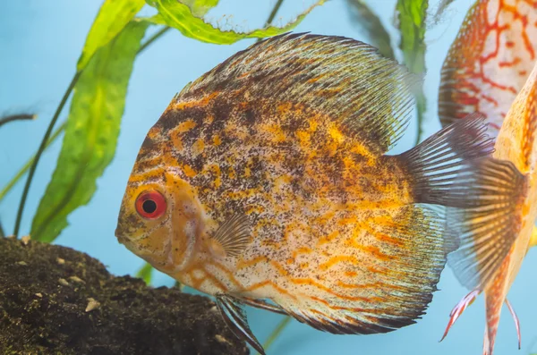 Orangefarbene Fische im Aquarium — Stockfoto