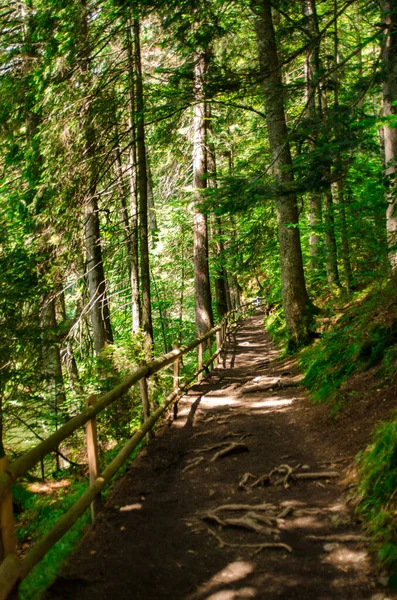 Yeşil Yaz orman yolu