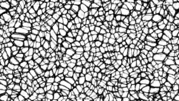 Abstract Spider Web Blood Ader Black White Loop Animatie Achtergrond — Stockvideo
