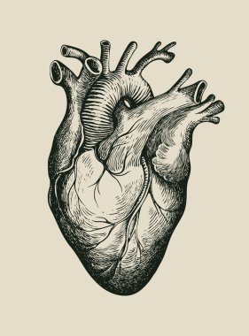 Elle çizilmiş insan kalbi. Eski bir kağıda detaylı kalem çizimi. Anatomik olarak bir iç organın oyma tarzındaki vektör illüstrasyonunu doğru. Tişört tasarımı, dövme ve poster için uygun.