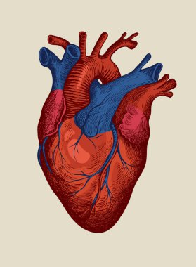 Kırmızı ve mavi elle çizilmiş insan kalbi. Eski bir kağıt üzerine ayrıntılı çizim. Bir iç organın anatomik olarak doğru vektör çizimi. Tişört tasarımı, dövme ve tıbbi afiş için uygun.