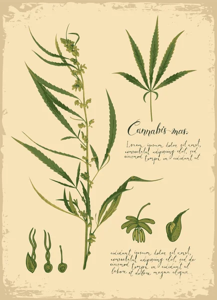 Stendardo Botanico Stile Retrò Con Canapa Cannabis Pianta Medicinale Illustrazione — Vettoriale Stock