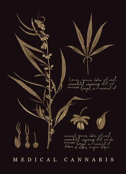 Stendardo Botanico Con Canapa Cannabis Pianta Medicinale Stile Retrò Illustrazione — Vettoriale Stock