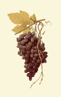 Realistic vector illustration of a large bunch of red grapes in retro style. Fresh fruit, delicious ripe juicy purple grapes. Design element for wine or juice labels, viticulture and winemaking clipart