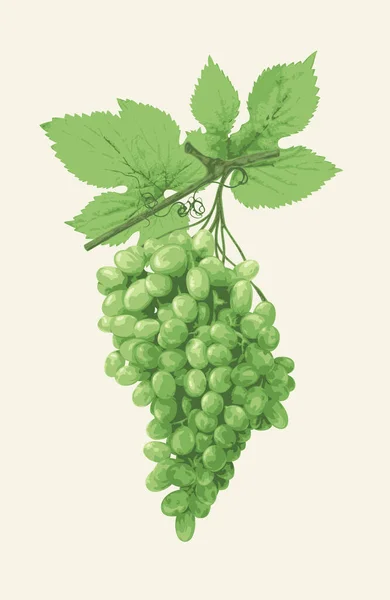 白に隔離された白ブドウの大規模な束の現実的なベクトル図 新鮮な果物 おいしい熟したジューシーな緑のブドウ ワイン又はジュースのラベル ワイン製造及びブドウ栽培のためのデザイン要素 — ストックベクタ