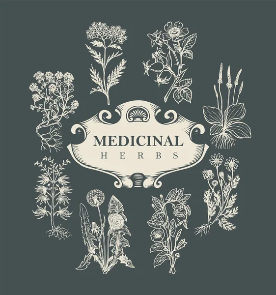 Vector Banner Label Words Medicinal Herbs Beautiful Monochrome Illustration Curative — 图库矢量图片