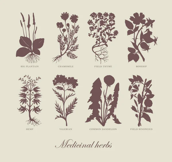 Vector Illustration Medicinal Plants Inscriptions Retro Style Monochrome Pharmaceutical Banner — Vettoriale Stock