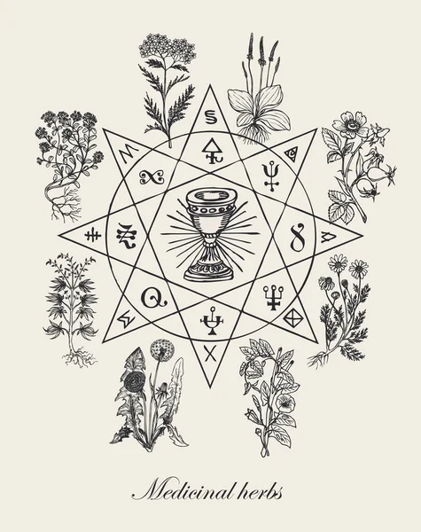 Vector Illustration Grail Medicinal Plants Alchemical Masonic Symbols Retro Style — 图库矢量图片