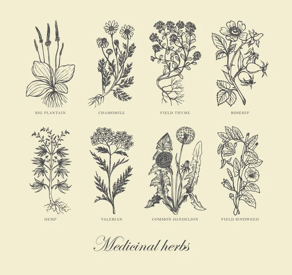 Elle çizilmiş tıbbi bitkiler ve eski bir kağıda yazılmış yazıtlarla vektör illüstrasyonu. Tek renkli ilaç pankartı ve retro tarzı şifalı bitkiler.