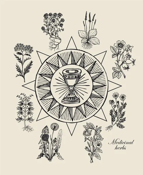 Ilustración Vectorial Con Grial Plantas Medicinales Banner Dibujado Mano Sobre — Vector de stock