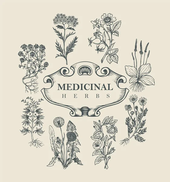 Banner Vetorial Rótulo Com Palavras Ervas Medicinais Moldura Ornamentada Plantas —  Vetores de Stock