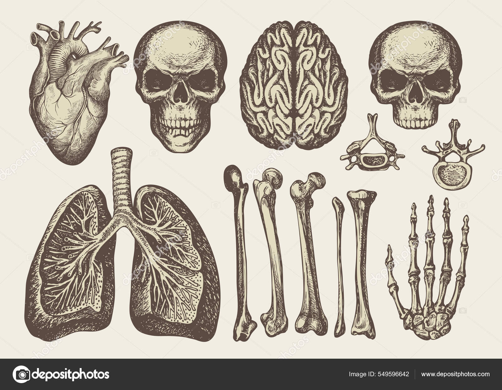 Dibujos Anatómicos Cráneos Humanos Huesos Articulaciones Corazón Pulmones  Cerebro Estilo Vector de stock #549596642 de ©paseven, image size:1600x1245