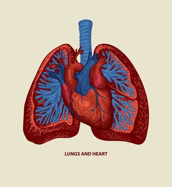 Dibujo Detallado Los Pulmones Humanos Corazón Colores Rojo Azul Sobre — Vector de stock