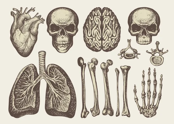Dibujos Anatómicos Cráneos Humanos Huesos Articulaciones Corazón Pulmones Cerebro Estilo — Vector de stock
