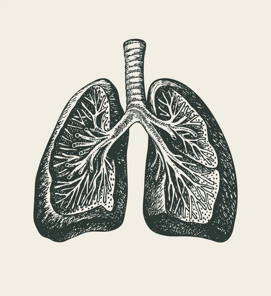 Ręcznie Rysowane Ludzkie Płuca Szczegółowy Rysunek Ołówka Starym Papierze Anatomicznie — Wektor stockowy