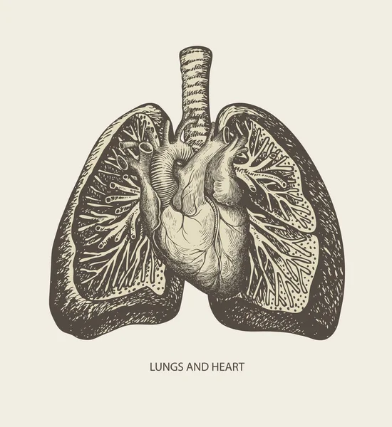 Detaillierte Bleistiftzeichnung Menschlicher Lungen Und Herzen Auf Altem Papierhintergrund Vector — Stockvektor