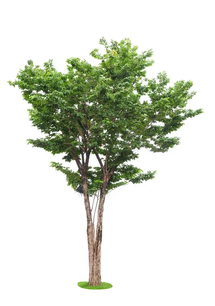 Tree — Stock Photo, Image