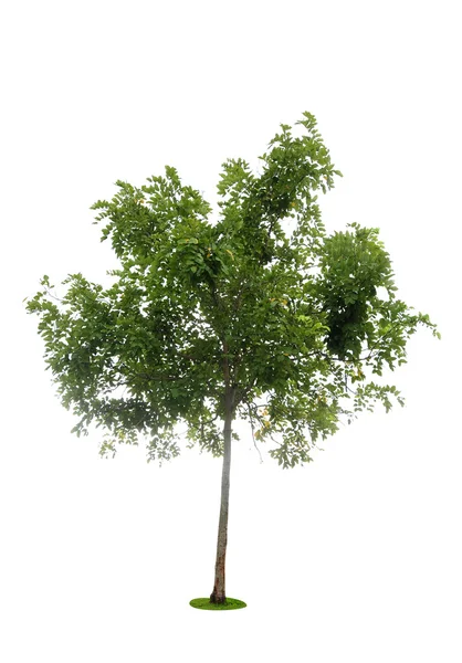 Tree — Stock Photo, Image