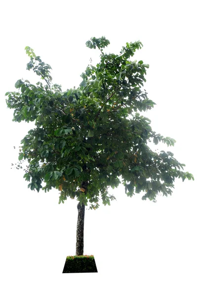 Tree — Stock Photo, Image