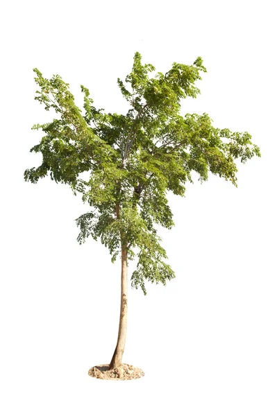 Tree — Stock Photo, Image