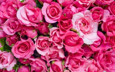 Doğal kırmızı güller arka planı