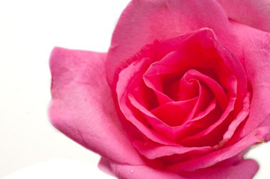 Doğal kırmızı güller arka planı