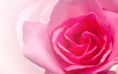 Doğal kırmızı güller arka planı