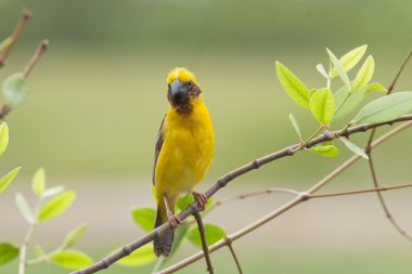 Kırmızı çaprazgaga