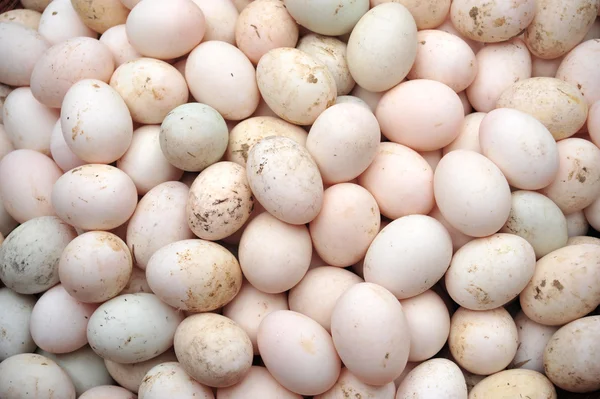Eend eieren — Stockfoto