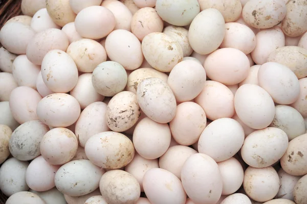 오리 계란 — 스톡 사진