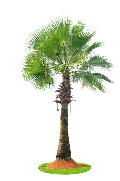 Coconut tree — Stock Photo, Image