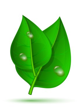 Beyaz bir adam izole su damlaları ile iki yaprak yeşil