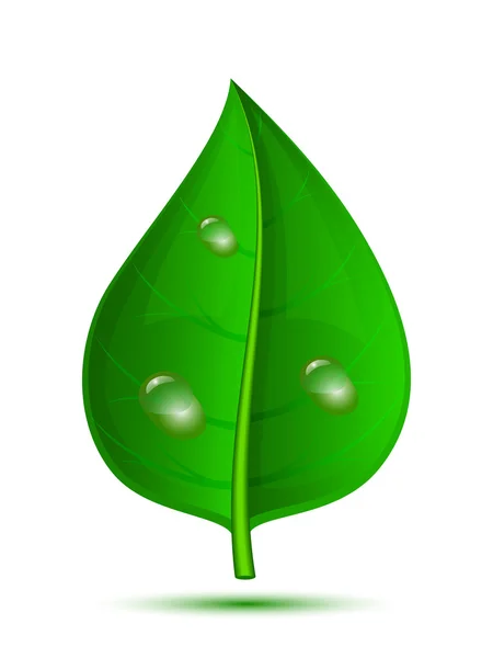 Green leaf with drops of water isolated on a white background. V — Stock Vector