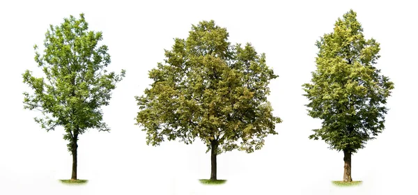 Träd insamling Royaltyfria Stockbilder